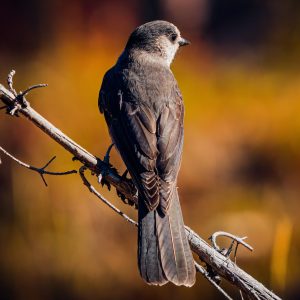 Photography Basics